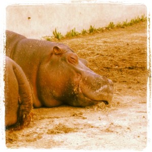 zoo-barben-hippopotame