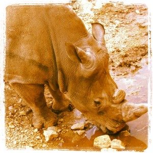 zoo-barben-rhinoceros