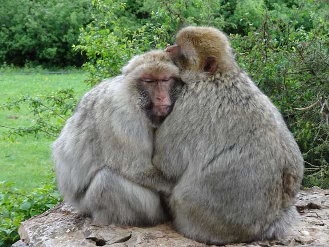 Macaques de Barbarie dns le forêt des Singes de Rocamadour