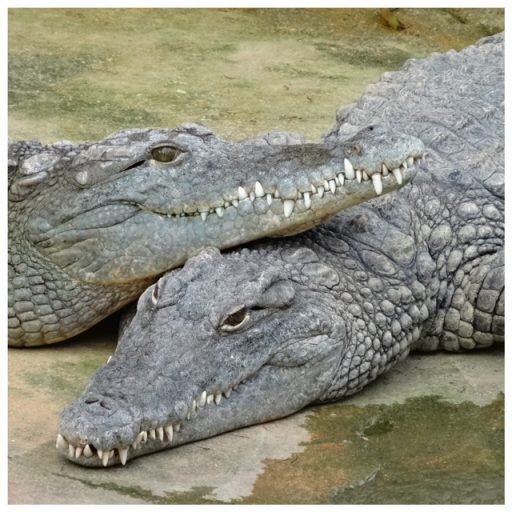 les crocodiles de la ferme aux crocodiles