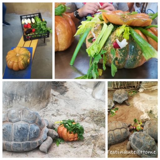nourrissage spécial halloween pour les tortues de la ferme aux crocodiles
